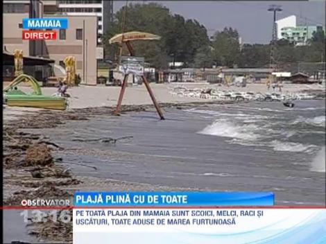 Plaja plina cu scoici, melci, raci si uscaturi in Mamaia