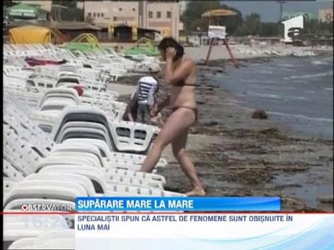 UPDATE Plaja din Mamaia, plina cu scoici, melci, raci si uscaturi