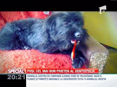 Observator Special | Pusi, un catelus care se spala pe dinti