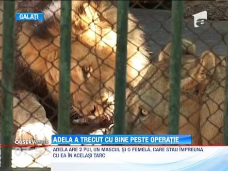 Leoaica operata de cancer a revenit la Gradina zoologica din Galati