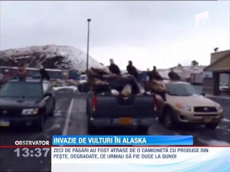 Alaska : Zeci de vulturi s-au napustit asupra unei camionete