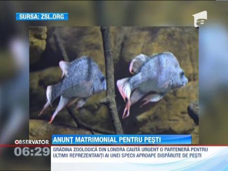 Gradina Zoologica din Londra cauta partenere pentru cativa locatari ai sai