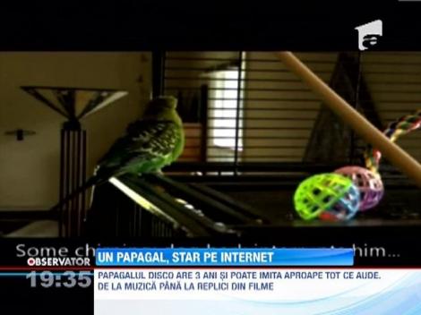 Un papagal, star pe internet