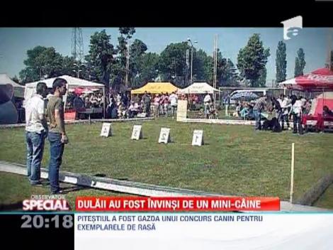 Spectacol chinologic la Pitesti