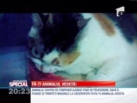 Fa-ti animalul vedeta! Pisica bea apa cu labutele