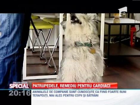 Patrupedele, remediu pentru cardiaci