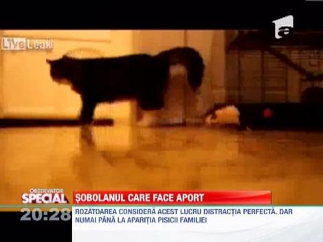 O americanca si-a dresat hamsterul sa-i aduca mingiuta, la fel ca un caine