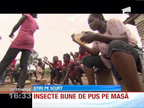 ONU a lansat un program pentru cresterea consumului de insecte la nivel global