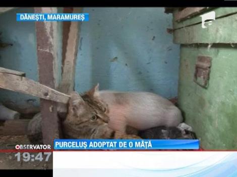 O pisica din Danestii Maramuresului a infiat un purcelus
