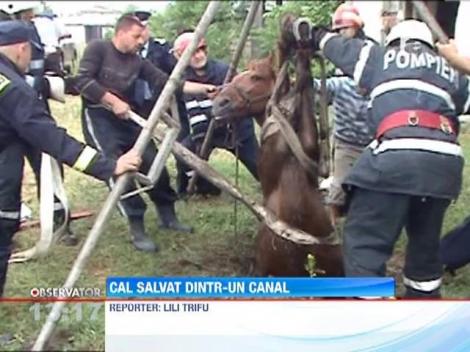 Un cal a fost salvat de la moarte sigura de 10 pompieri