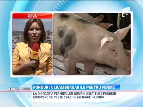 Infiintarea fermelor aduc 50.000 de euro de la Ministerul Agriculturii si Dezvoltarii Rurale