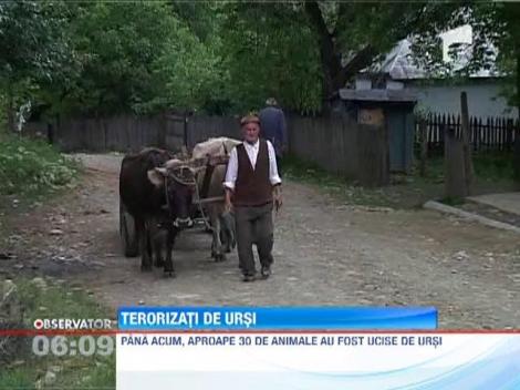 Oamenii dintr-o comuna din Vrancea, terorizati de ursi