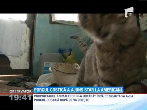 Purcelusul adoptat de o pisica a devenit vedeta international