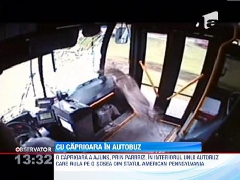O caprioara a ajuns, prin parbriz, in interiorul unui autobuz in Pensylvania