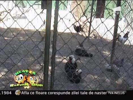 Obiective turistice: Gradina Zoologica din Piatra-Neamt