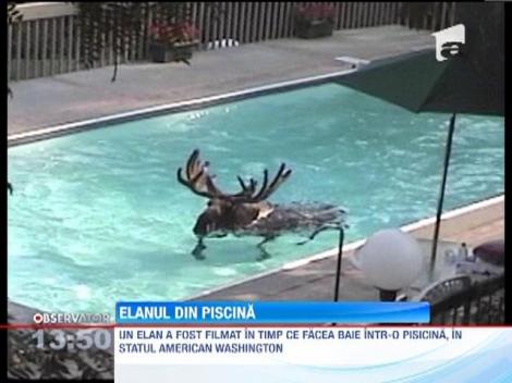 Un elan a fost surprins in timp ce se racorea in piscina unei vile de vacanta