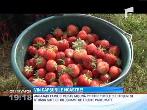 Producatorii romani se pregatesc sa trimita tone de capsune autohtone in piete