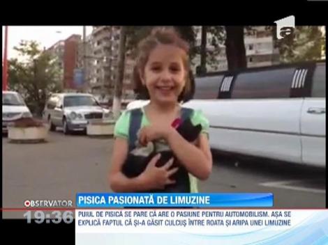 Pisica pasionata de limuzine