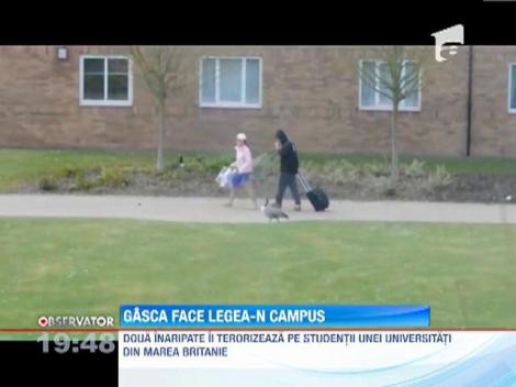 O familie de gaste a bagat spaima in studentii dintr-un campus al unei universitati britanice