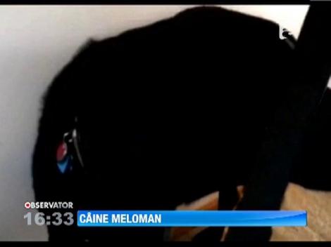 Un labrador se pune pe cantat de cate ori aude vocea lui Adele