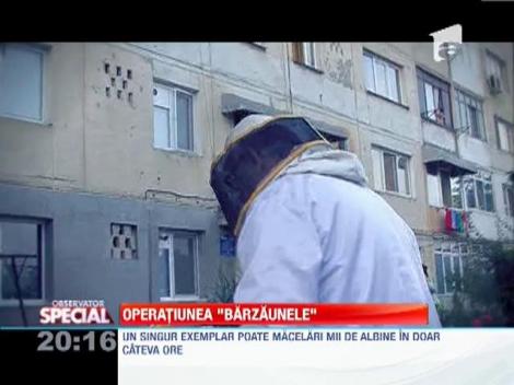 Cartier din Craiova, terorizat de un roi de bondari asiatici