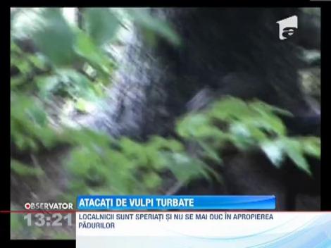 Atacati de vulpi turbate