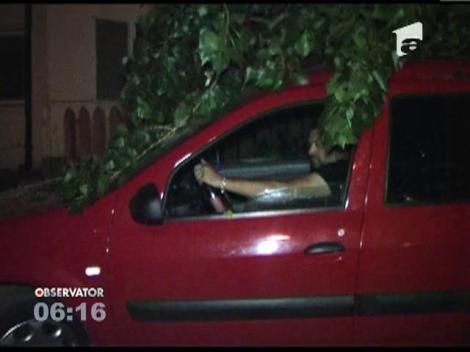 Vijelie la Braila! Un copac a cazut peste doua masini in cartierul Obor