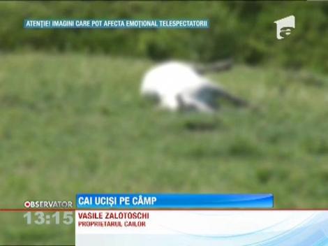 Cai ucisi pe camp intr-o comuna din Iasi
