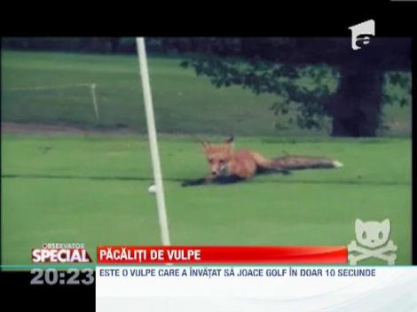 Vulpea care a invatat sa joace golf in doar 10 secunde