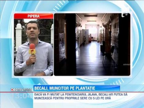 Becali, muncitor pe plantatie