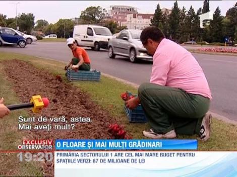 Florile plantate in Bucuresti sunt scoase la vanzare de muncitori
