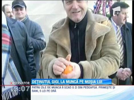 Detinutul Gigi Becali ar putea sa culeaga rosii din serele lui