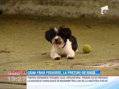 Caini fara pedigree, vanduti la preturi de patrupezi de rasa