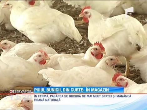 Puiul taranesc se va gasi in curand si in magazine