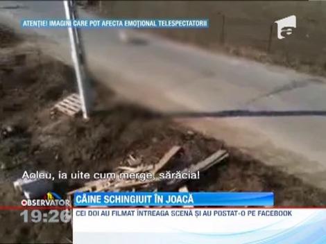 IMAGINI SOCANTE! / Caine schingiuit in joaca