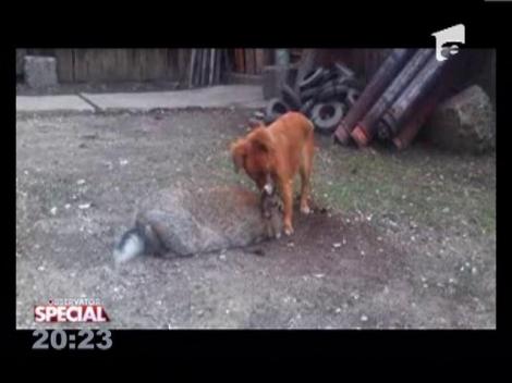 Iepurele si catelusul