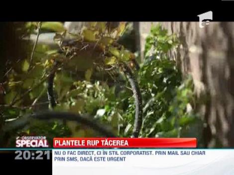 Gadgetul care face plantele sa vorbeasca