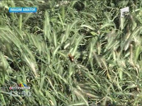 Bondarul asiatic ataca si in Braila