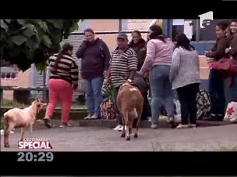 O capra nastrusnica a pus pe jar o comunitate din Brazilia