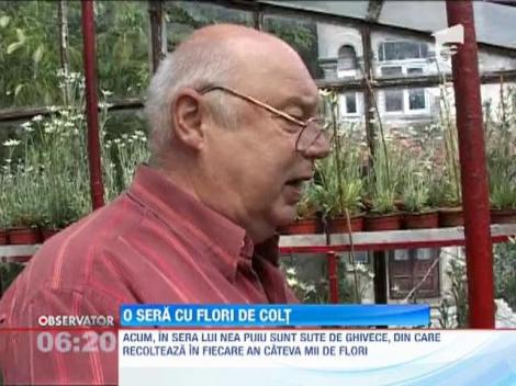 Un barbat din Sinaia amenajat o sera in care cresc sute de flori de colt