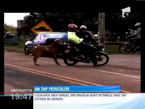 Tapul care se crede taur