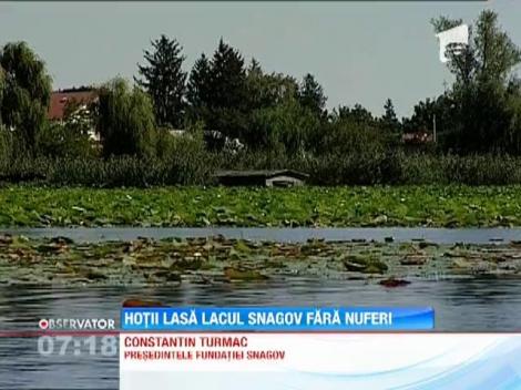 Hotii lasa Lacul Snagov fara nuferi