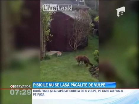 Doua pisici au pus pe fuga o vulpe care intrase in curtea lor