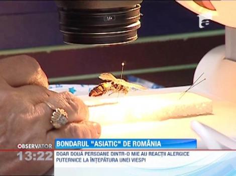 Bondarul "asiatic" de pe teritoriul Romaniei este, de fapt, o viespe mai mare