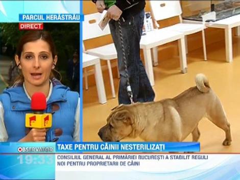 Proprietarii de caini din Bucuresti, obligati sa-i declare si sa-i sterilizeze