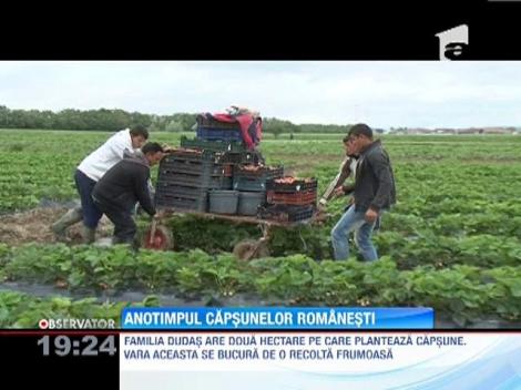 Anotimpul capsunelor romanesti