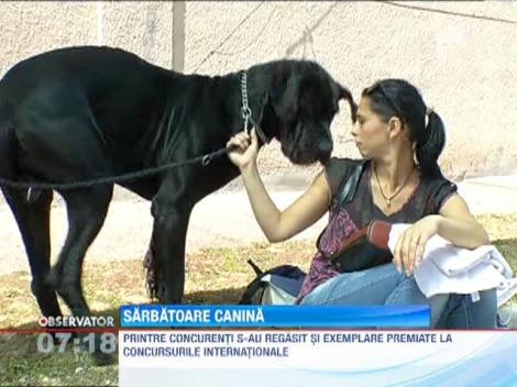 Concurs de agilitate si frumusete canina