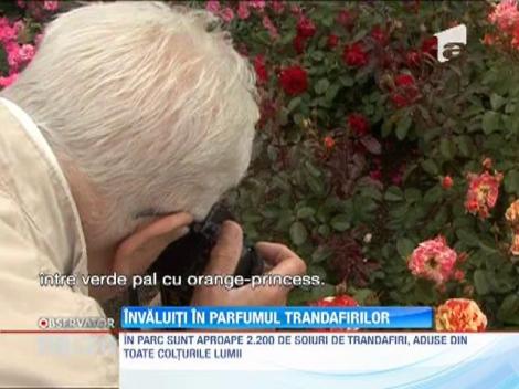 Paradisul trandafirilor din Arad