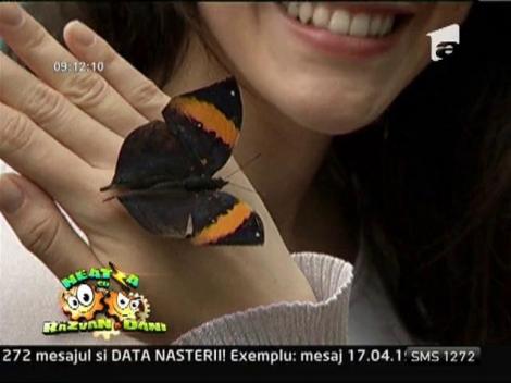 Expozitie de „Fluturi tropicali vii”, la Muzeul Antipa!