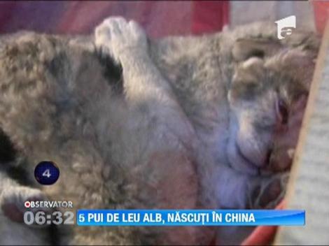 5 pui de leu alb, nascuti in China